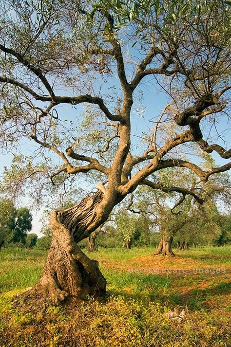 Olive Tree Care, Old Olive Tree, 숲 사진, Boom Kunst, Growing Olive Trees, Weird Trees, Tree Study, Twisted Tree, Olea Europaea