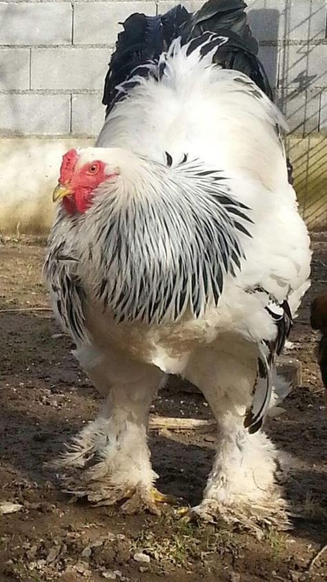 Merakli, a Brahma chicken who lives on a farm in Kosovo, is 3ft tall and weighs a whopping 7.7kg Giant Chicken Breeds, Chicken Shoes, Huge Chicken, Brahma Chicken, Giant Chicken, Aesthetic Animals, Biggest Chicken, Fancy Chickens, Pet Drawing