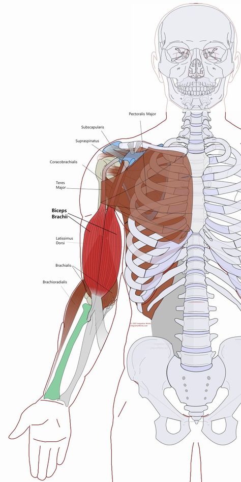 Biceps Brachii - Massage Notes - Release the Ligaments - Integrative Works Biceps Brachii Muscle, Functional Anatomy, Neuromuscular Therapy, Therapy Notes, Biceps Brachii, Forward Head Posture, Latissimus Dorsi, Muscle Anatomy, Trigger Points