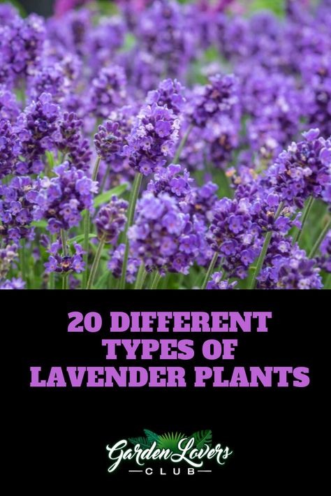 20 Different Types of Lavender Plants Lavender Plants Outdoors, Lavender Plants Landscaping, Types Of Lavender Plants, Types Of Lavender, Plants Types, Lavender Plant Care, Lavender Types, Lavender Hedge, Lavender Varieties