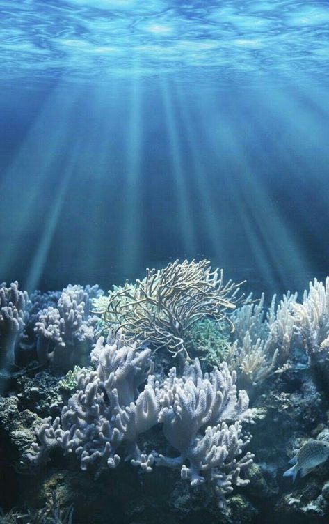 Blue white green sea Coral Bleaching, Fauna Marina, Underwater Scene, Under The Ocean, Arte Van Gogh, Splash Art, Deep Blue Sea, Underwater Photography, Sea And Ocean