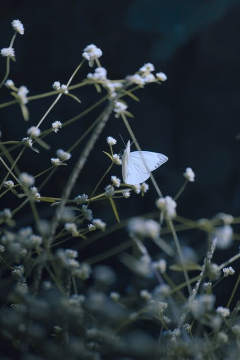 White Butterfly Perched on a Plant · Free Stock Photo Night Butterfly Aesthetic, Flower And Butterfly Aesthetic, White Buterfluffy, White Butterflies Aesthetic, White Butterfly Aesthetic, White Butterfly Wallpaper, Butterfly Editorial, Butterflies Aesthetic Vintage, Tgcf Aesthetic