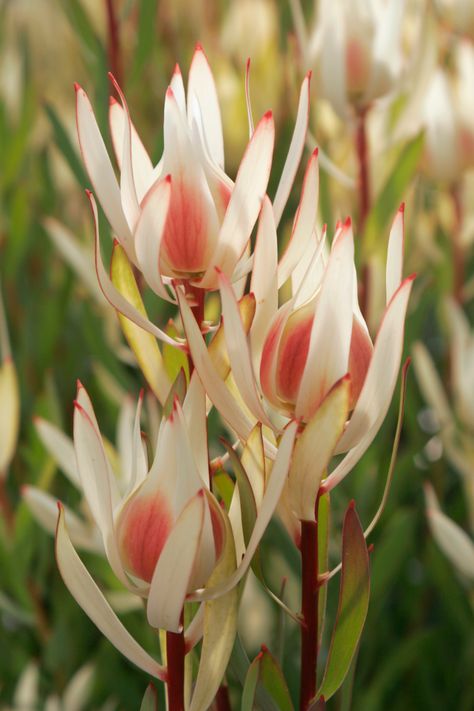 Pond Garden, Australian Native Garden, Protea Flower, Australian Natives, Australian Flowers, Australian Native Flowers, Australian Plants, Australian Garden, Australian Native Plants