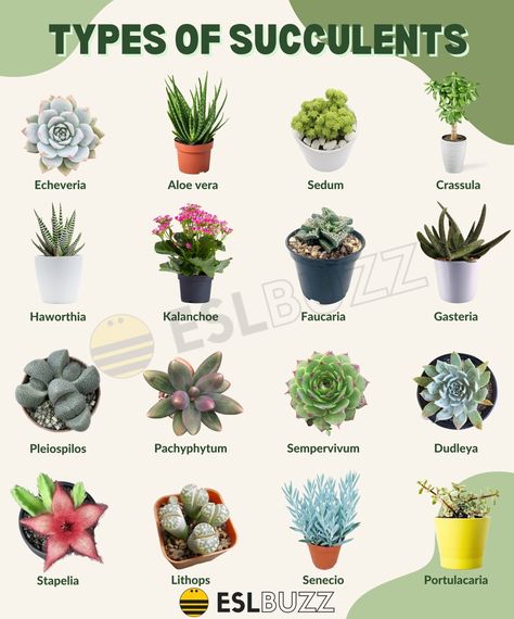 Kinds Of Cactus, Different Types Of Succulents, Types Of Succulents, Different Types, Aloe Vera, Cactus, Pins, Quick Saves