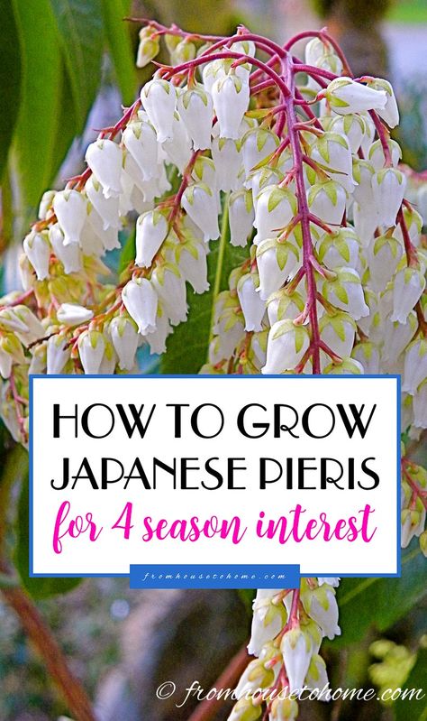 These tips on growing Pieris Japonica are the best! I love that it adds interest to the garden all year round. Now I know what to plant in the shady part of my backyard! Definitely pinning! Japanese Pieris, Shade Loving Shrubs, Pieris Japonica, Evergreen Bush, Plants Under Trees, Garden Japanese, Shade Shrubs, Perennial Flowers, Shade Perennials