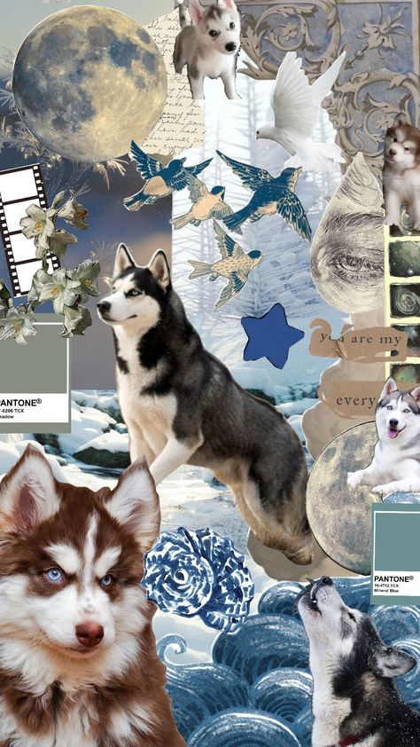 husky aesthetic idk #husky #therian #dog #blueaesthetic Husky Wallpaper Aesthetic, Aesthetic Husky, Husky Aesthetic, Husky Wallpaper, Husky Pictures, Holidays Wallpaper, Dog Background, Holiday Wallpaper, Dog Wallpaper