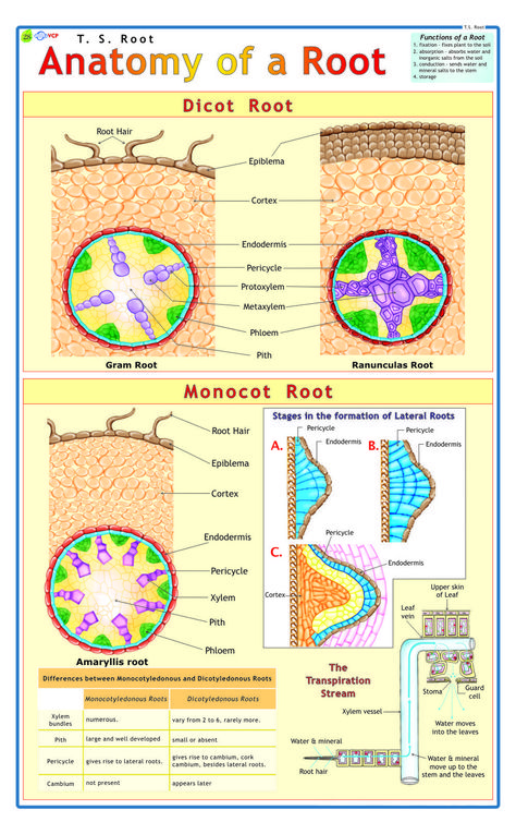 Anatomy Of Plants Botany, Horticulture Education, Igcse Biology, Biology College, Biology Plants, Plant Physiology, Learn Biology, Plant Lessons, Medicine Notes