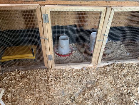 Brooder In Chicken Coop, Chicken Coop With Built In Brooder, In Coop Brooder, Chicken Coop Brooder, Outdoor Chicken Brooder, Chick Brooder Inside Coop, Coop With Brooder, Chicken Coop Brooder Ideas, Chicken Coop With Brooder