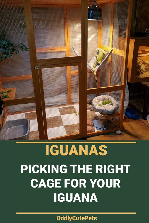 Iguana Room Ideas, Iguana Habitat Diy, Lizard Cage Ideas Reptile Enclosure, Iguana Cage Diy, Diy Iguana Enclosure Indoor, Green Iguana Enclosure, Iguana Terrarium Ideas, Tegu Enclosure Diy, Iguana Enclosure Ideas