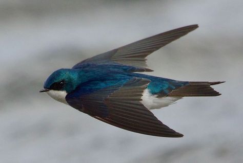 Flight Photos, Photos Of Birds, Bird Flight, Tree Swallow, Blue Swallow, Good Photos, Swallow Bird, Pretty Phone Wallpaper, Wildlife Photos