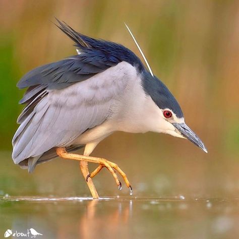 Black Crowned Night Heron, Night Heron, Bird Images, Coastal Birds, Water Birds, Quality Photography, Animal Study, Life List, Herons