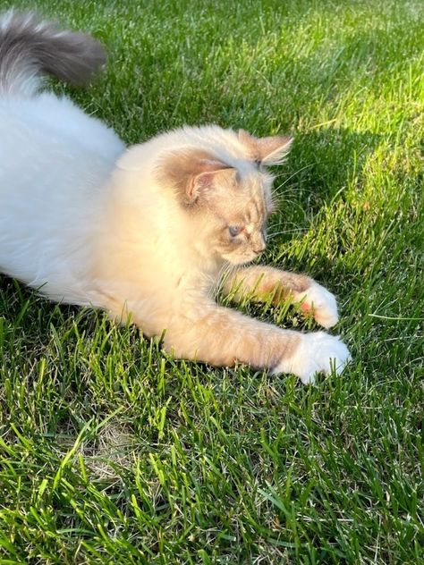 Sunny Afternoon Aesthetic, Sunny Moodboard, Sunny Days Aesthetic, Sunny Day Aesthetic, Sunny Aesthetic, Cat Poses, Coquette Girl, Aesthetic Cat, Cat Pose