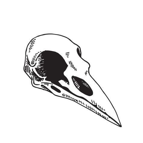 Gothic Symbols Art, Bird Skull Illustration, Crow Skull Tattoo Design, Animal Skull Line Art, Crow Skull Art, Bird Skull Art, Raven Skull Tattoo Design, Bird Skull Tattoo Design, Raven Skull Drawing