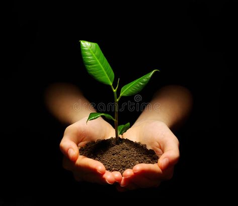 Plant. Hands holding sapling in soil on black , #spon, #holding, #Hands, #Plant, #black, #soil #ad Agriculture Photography, Rice Plant, Water People, Save Nature, Event Poster Design, Hands Holding, Green Nature, Mini Garden, Fertility