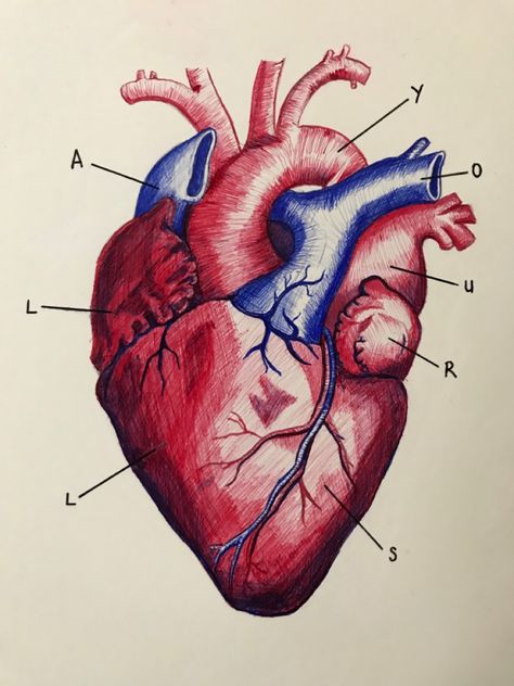 Heart anatomy biro pen sketch drawing Pen Heart Drawing, Human Heart Artwork, Atomically Heart Drawing, Real Human Heart Anatomy, Human Heart Drawing Sketches, Heart Drawing Color, Heart Pen Drawing, Real Heart Drawing, Realistic Heart Drawing