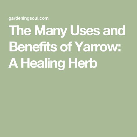 The Many Uses and Benefits of Yarrow: A Healing Herb Yarrow Benefits, Benefits Of Yarrow, Reducing High Blood Pressure, Healing Salves, Menstrual Health, Menstrual Pain, Culinary Herbs, Upset Stomach, Menstrual Cramps