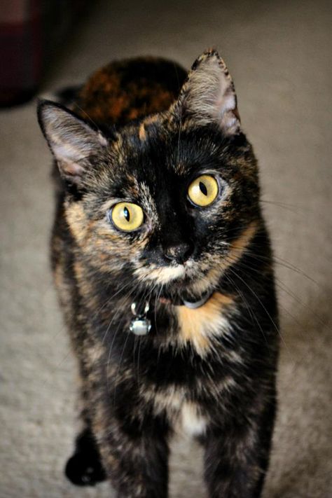 This is Gem my first kitty Tortitude Cat, Tortoiseshell Cat Personality, Pictures With Cats, Tortoiseshell Cats, Tortoiseshell Cat, Tortoise Cat, Calico Cats, Tortoise Shell Cat, Cats Funny