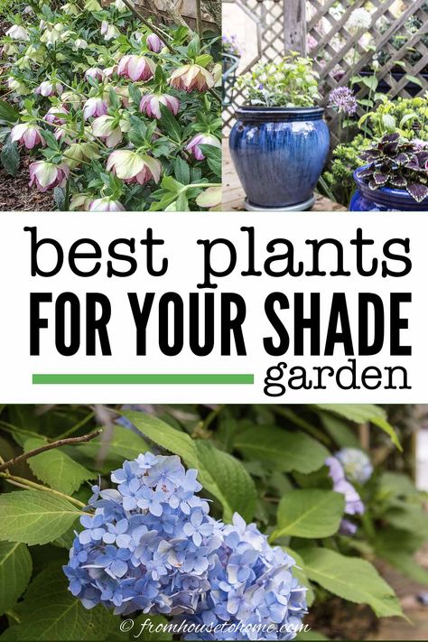 Shade-Loving Plants: Gorgeous Perennials, Shrubs, Vines and Annuals That Love The Shade Shade Garden Landscaping, Yukka Plant, Shade Perennial Garden, Shade Flowers Perennial, Perennial Bushes, Shade Plants Container, Shade Loving Shrubs, Plants Under Trees, Flowering Perennials