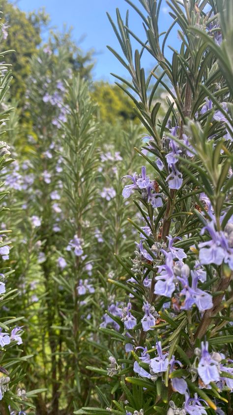 rosemary bush Rosemary Wallpaper, Rosemary Bush, Rosemary Flower, Nature Wallpaper, Garden Planning, Flower Wallpaper, Garden Projects, Rosemary, Garden Plants