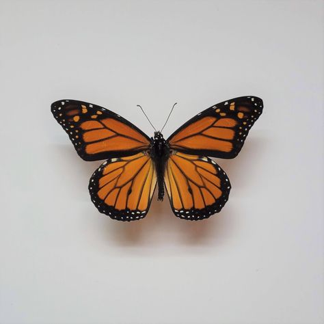 Monarch Butterfly Taxidermy, Entomology Journal, Butterfly Reference Photo, Butterfly Pinning, Monarch Butterfly Aesthetic, Pinned Butterflies, Pinned Butterfly, Milkweed Butterfly, Butterfly Real