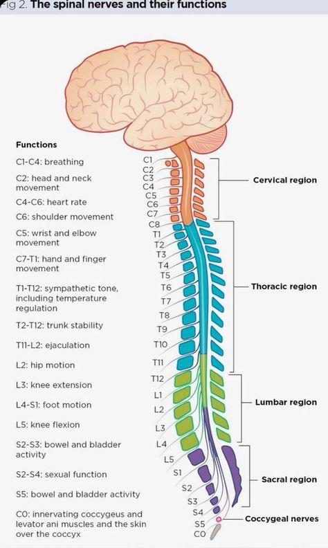 Spinal Nerves Anatomy, Anatomy Spine, Occupational Therapy Schools, Spine Anatomy, Nerve Anatomy, Med School Study, Nursing Study Tips, Physical Therapy Student, Body Massage Techniques