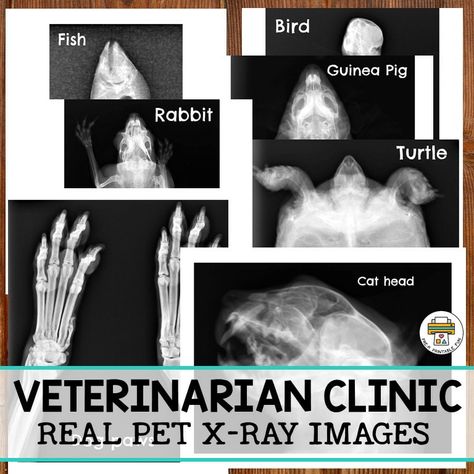 Vet Clinic Dramatic Play Pack - Pre-K Printable Fun Vets Role Play Area, Veterinarian Clinic Dramatic Play, Veterinary Clinic Dramatic Play, Veterinary Dramatic Play Center, Vet Clinic Dramatic Play Ideas, Pretend Play Vet Clinic, Veterinarian Pretend Play, Vet Clinic Pretend Play, Vet Play Area