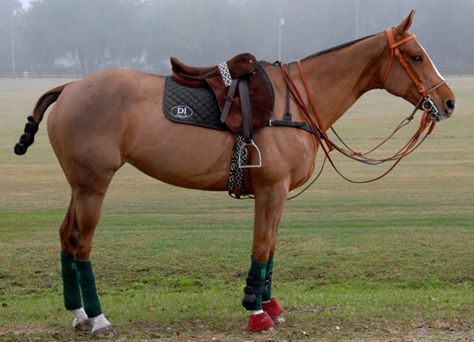 Polo pony Polo Ponies, Horse Standing, Polo Horse, High Horse, Sport Of Kings, English Riding, Pony Horse, Polo Pony, Most Beautiful Animals