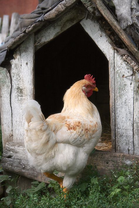 BackYard Chickens - Learn How to Raise Chickens Beautiful Chickens, Manhattan Project, Hen Chicken, Chickens And Roosters, Hens And Chicks, Pet Chickens, Chicken Farm, Raising Chickens, A Chicken