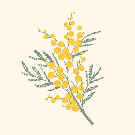 Mimosa Flower Drawing, Mimosa Flower Illustration, Wattle Illustration, Mimosa Drawing, Mimosa Illustration, Flower Logo Design Ideas, Illustration Fleur, Nursery Illustration, Mimosa Flower