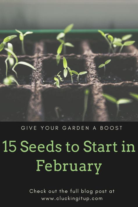 Seeds To Start In February, When To Plant Seeds, Planting Seeds Indoors, Vegetable Garden Planning, Starting Seeds Indoors, Vegetable Garden Diy, Veg Garden, Container Gardening Vegetables, Home Vegetable Garden