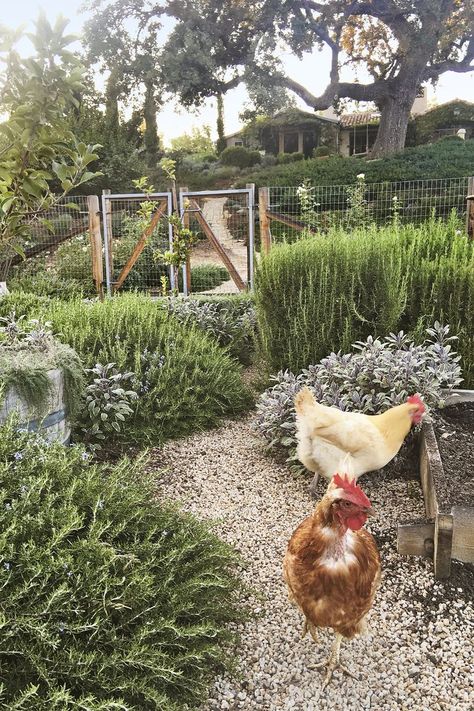 Shed Inspiration, Coop Run, Small Chicken Coops, Chicken Coop Garden, Patina Farm, Chicken Coop Run, Chicken Coop Designs, Chicken Garden, Small Chicken