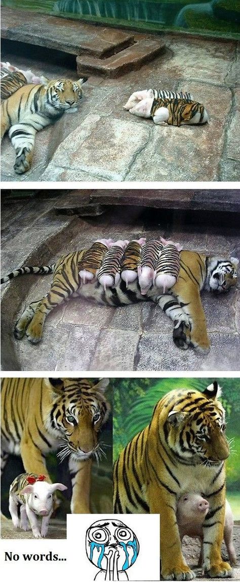 Tiger pigs Animale Rare, 귀여운 동물, Cuteness Overload, Cute Funny Animals, Animals Friends, Pigs, Beautiful Creatures, Wild Cats