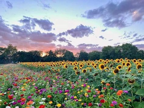 Michigan Day Trips, Cut Flower Farm, Old Windmills, Island Park, Sunflower Fields, Flower Farm, Gull, Beautiful Blooms, Flower Field