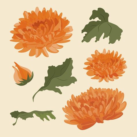 Chrysanthemum flower sticker, Autumn aesthetic illustration set psd | premium image by rawpixel.com / Aew Mum Drawing Flower, Autumn Flowers Aesthetic, Chrysanthemum Graphic, Chrysanthemum Flower Drawing, Chrysanthemum Illustration, Mum Illustration, Chrysanthemum Drawing, Chrysanthemum Art, November Flower