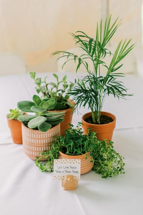 Clay Pot Wedding Centerpieces, Party Decorations With Plants, Potted Plants For Wedding Decor, Herbs Wedding Centerpieces, Houseplant Wedding Table Decor, Wedding Plant Decor, Potted Plants Table Decor, Potted Herb Centerpieces, Wedding Table Plants