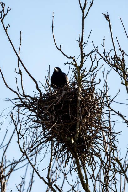 Crow Nest, Magpie Nest, Common Crow, Bird Nests Art, Nest Images, Crow Pictures, Carrion Crow, Top Boy, Crows Nest