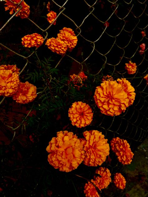 #marigold #colorfulaesthetic Marigolds Aesthetic, Marigold Aesthetic, Red Marigold, Strength Tarot, Collage Pictures, Costume Inspo, Colorful Aesthetic, Marigold Flower, Parts Of A Plant