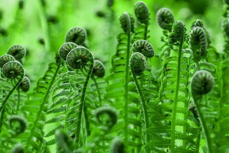 Australian Tree Fern, Fiddlehead Fern, Fern Images, Foxtail Fern, Types Of Ferns, Japanese Painted Fern, Fiddlehead Ferns, Australian Trees, Ferns Garden