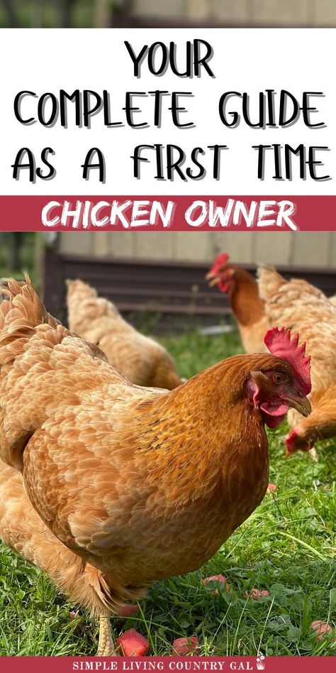 Starting a backyard coop? This guide for first-time chicken owners covers everything you need. Learn what to have before bringing hens home, what to expect in the first days, and essential tips. Raising chickens is rewarding; our list ensures you're prepared for success. 1st Time Chicken Owner, Backyard Hens, Chickens 101, Chicken Raising, Backyard Coop, Chicken Roost, Chicken Flock, Broiler Chicken, Chicken Home