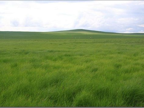 Grassland Biome, Plant Adaptations, Industrial Wall Decor, Flint Hills, Download Wallpaper Hd, Plains Background, Grass Field, Pretty Landscapes, 수채화 그림