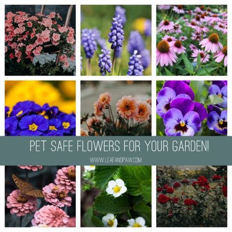 Pet Safe Flowers for Your Garden | Leaf and Paw | Dog safe plants, Dog friendly garden, Dog friendly plants Long Leaf Plants, Dog Safe Plants, Dog Friendly Plants, Dog Friendly Garden, Coral Bells Heuchera, Outdoor Flowers, Annual Flowers, Garden Boxes, Perennial Garden