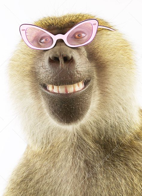 Funny Smiling Baboon Bakugan Battle Brawlers, Funny Animal Photos, Simple Phone Wallpapers, Silly Faces, Animal Photos, Baboon, African Animals, Zoo Animals, Animal Photo