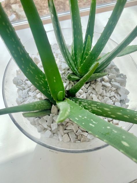 How To Plant Aloe Vera In A Pot, How To Transplant Aloe Vera Plant, Growing Aloe Vera Plant, Aloe Plant Care, Aloe Vera Plant Indoor, Growing Aloe Vera, Succulents In Glass, Aloe Plants, Planting Succulents Indoors