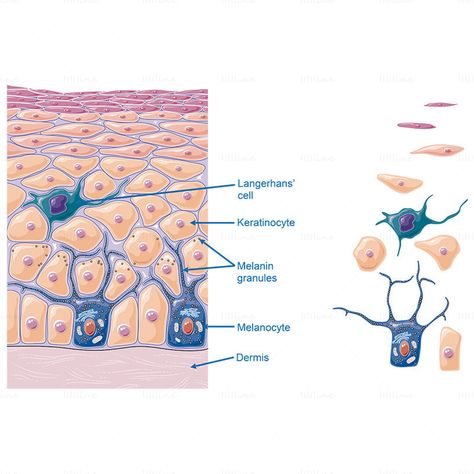 Epidermis microstructure vector, Langerhans’ cell, Keratinocyte, Melanin granules, Melanocyte, Dermis Langerhans Cell, Dry Skin Diy, Health Benefits Of Collagen, Red Moles, Skin Anatomy, Medical Esthetician, Medical Pins, Melanin Skin, Skin Moles