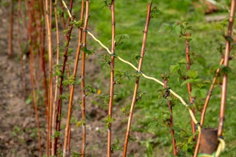 Raspberry trellis: how to build your own - Plantura Raspberry Arch Trellis, Raspberry Supports Diy, How To Trellis Raspberries, Raspberry Trellis Ideas Diy, Raspberry Garden Ideas Trellis, Rasberry Trellis, Raspberry Trellis, Simple Trellis, Raspberry Canes