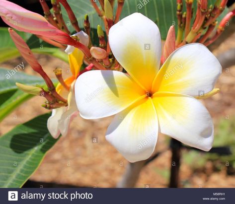 The Best White Five Petal Flower Yellow Center And Description Check more at https://bestflowersite.co/white-five-petal-flower-yellow-center/ Five Petal Flower, 5 Pillars, Yellow Petals, Flower Yellow, Petal Flower, Lily Flower, White Flower, White Flowers, Lily