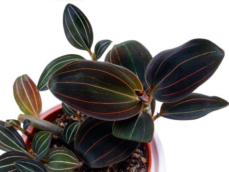 Chain Of Hearts Plant, Ludisia Discolor, Repotting Orchids, Philodendron Scandens, Low Light House Plants, Orchid Fertilizer, Jewel Orchid, Shadow Plants, Lucky Plant