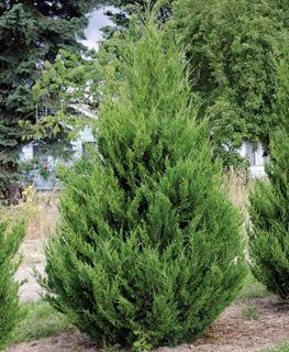 Eastern Red Cedar Tree, Red Cedar Tree, Juniper Shrub, Tree Garden Design, Eastern Red Cedar, Bush Garden, Blue Arrow, Juniper Tree, Privacy Trees