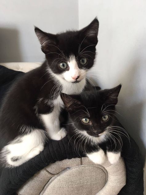 Ahhhh… The Tuxedo kitten brothers... Coquette Lifestyle, Fluffy Kitty, Tuxedo Kitten, Pictures Of Cats, 2 Cats, Very Cute Dogs, Pets 3, Cute Animals Images, Cat Photography