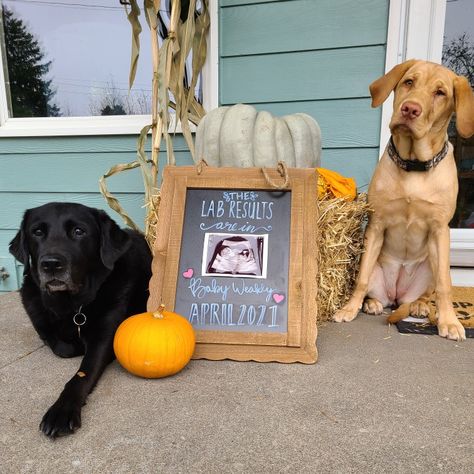 Pregnancy announcement 12 weeks dogs lab results are in Lab Results Are In Baby Announcement, Fall Pregnancy Announcement With Dog, Pregnancy Announcement Ideas With Dog, Pregnancy Announcement Photos With Dogs, Cute Pregnancy Announcement With Dog, Pregnancy Announcement Including Dog, Dog Baby Announcement, Baby Momma, Lab Dogs